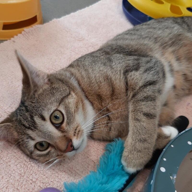 Fosi, ein Kater aus dem Berliner Tierheim | © Tierheim Berlin