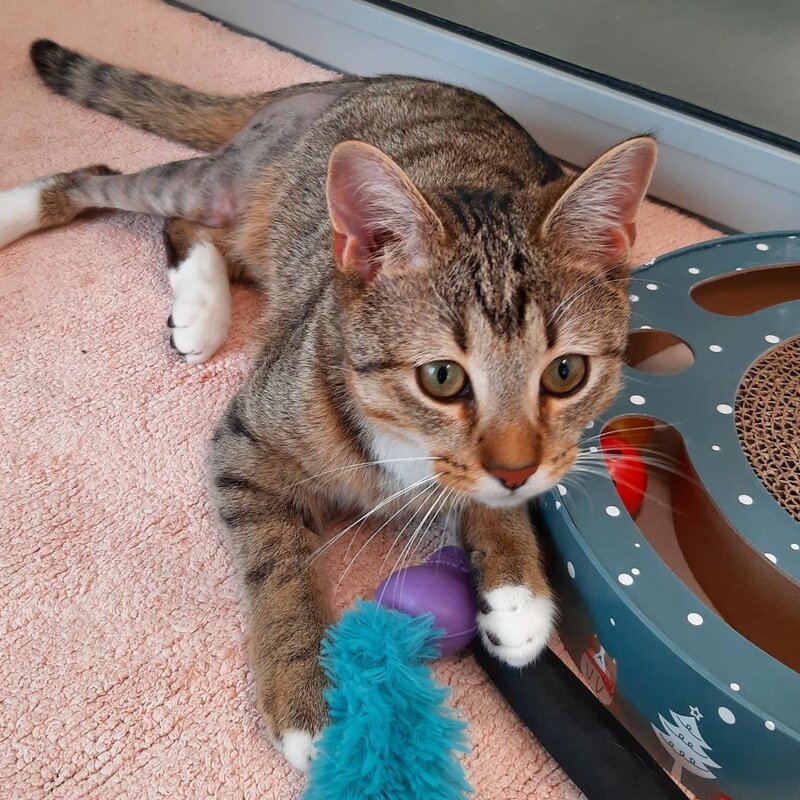 Fosi, ein Kater aus dem Berliner Tierheim | © Tierheim Berlin
