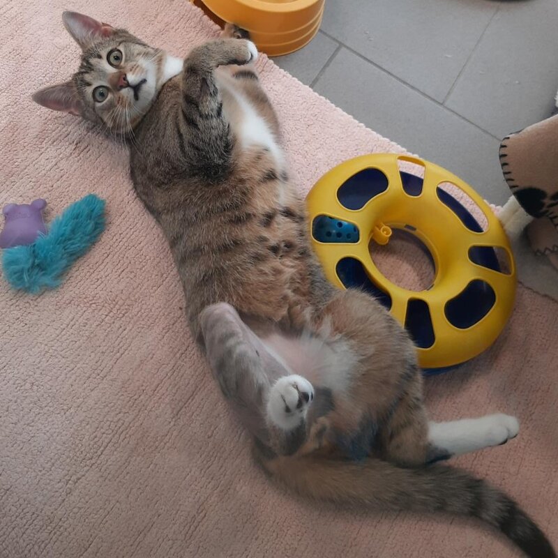 Fosi, ein Kater aus dem Berliner Tierheim | © Tierheim Berlin