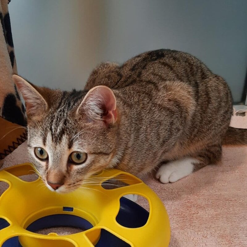 Fosi, ein Kater aus dem Berliner Tierheim | © Tierheim Berlin