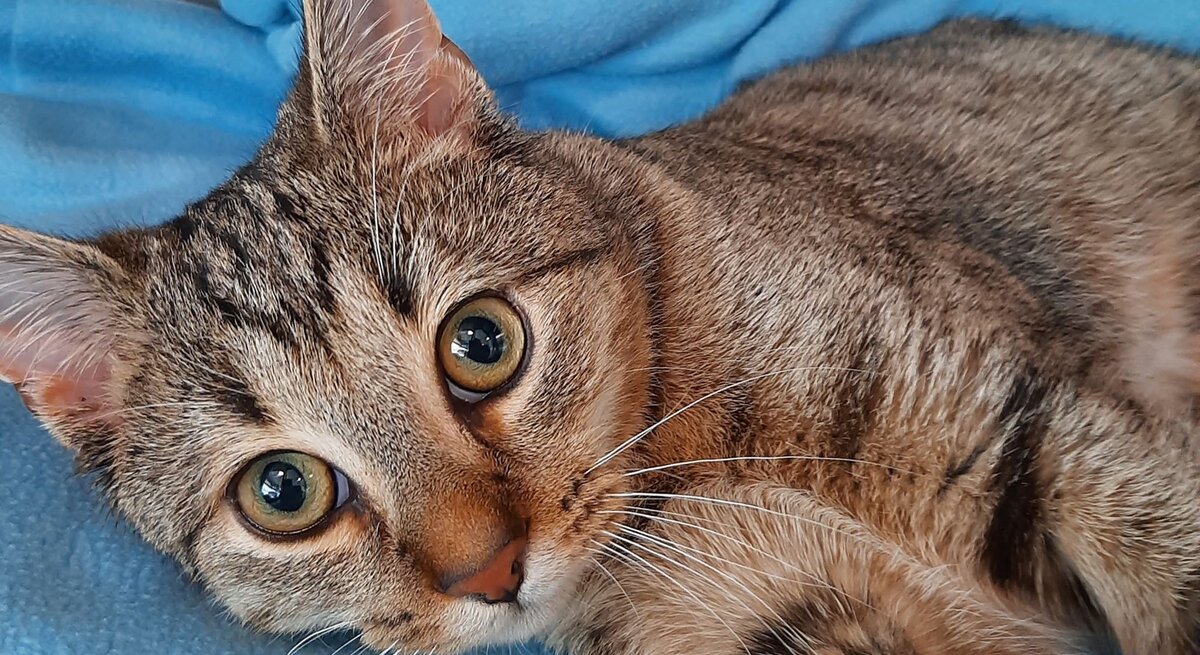 Fosi, ein Kater aus dem Berliner Tierheim