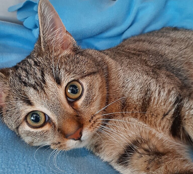 Fosi, ein Kater aus dem Berliner Tierheim | © Tierheim Berlin