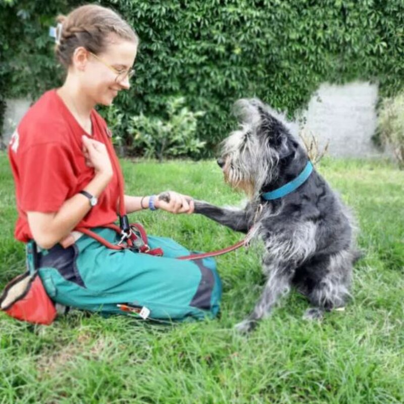 Rosi, eine Hündin aus dem Berliner Tierheim | © Tierheim Berlin