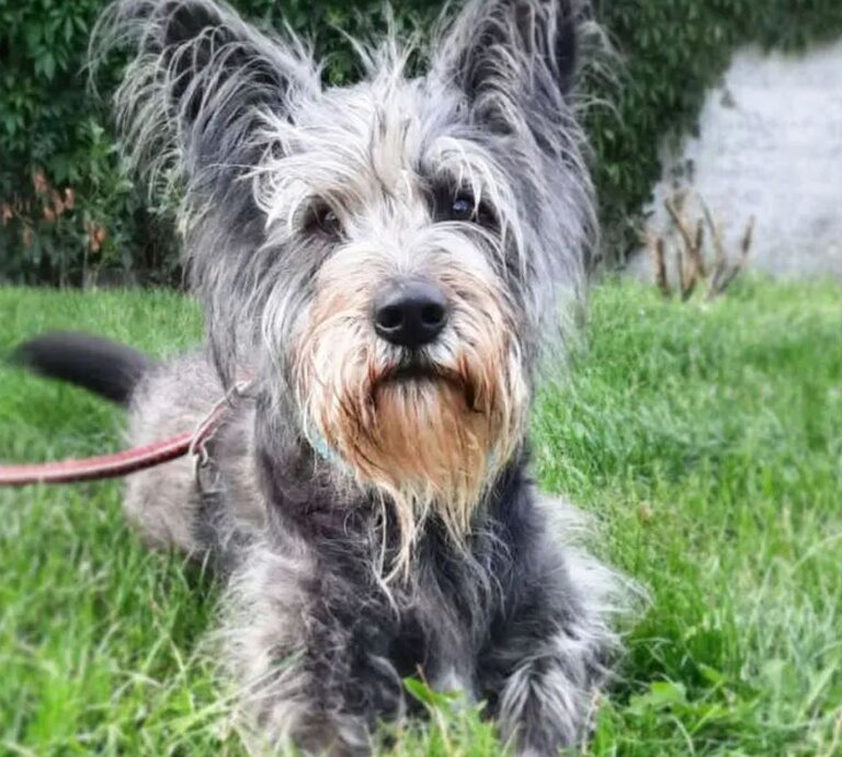 Rosi, eine Hündin aus dem Berliner Tierheim | © Tierheim Berlin