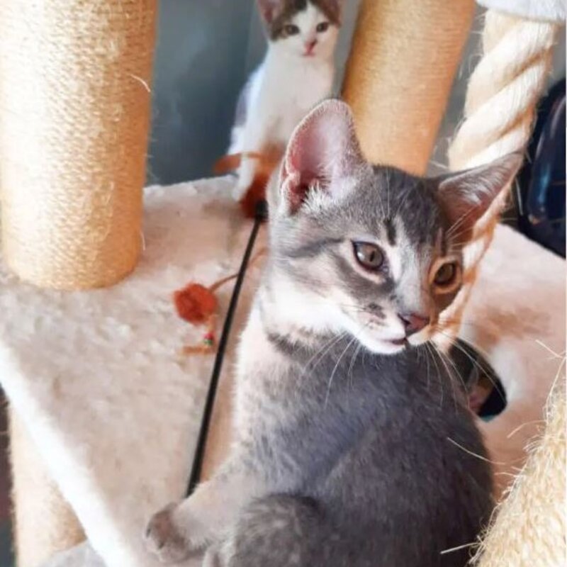 Vince, Victor, Violet & Vaiana, Abessinier-Kätzchen aus dem Berliner Tierheim | © Tierheim Berlin