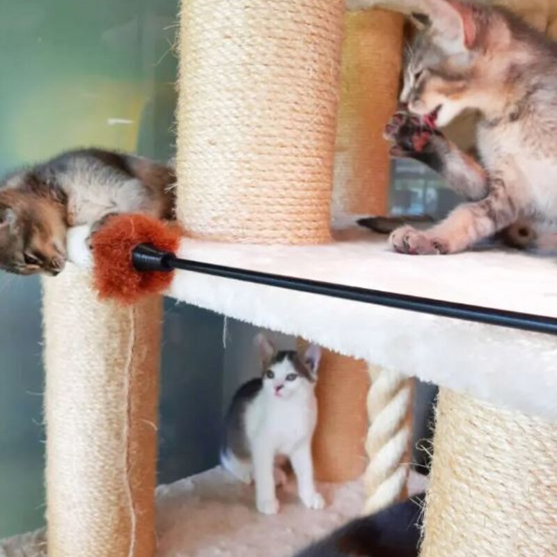 Vince, Victor, Violet & Vaiana, Abessinier-Kätzchen aus dem Berliner Tierheim | © Tierheim Berlin