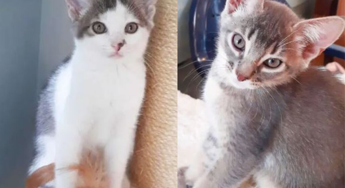 Vince, Victor, Violet & Vaiana, Abessinier-Kätzchen aus dem Berliner Tierheim