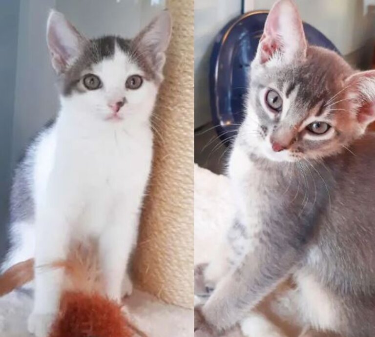Vince, Victor, Violet & Vaiana, Abessinier-Kätzchen aus dem Berliner Tierheim | © Tierheim Berlin