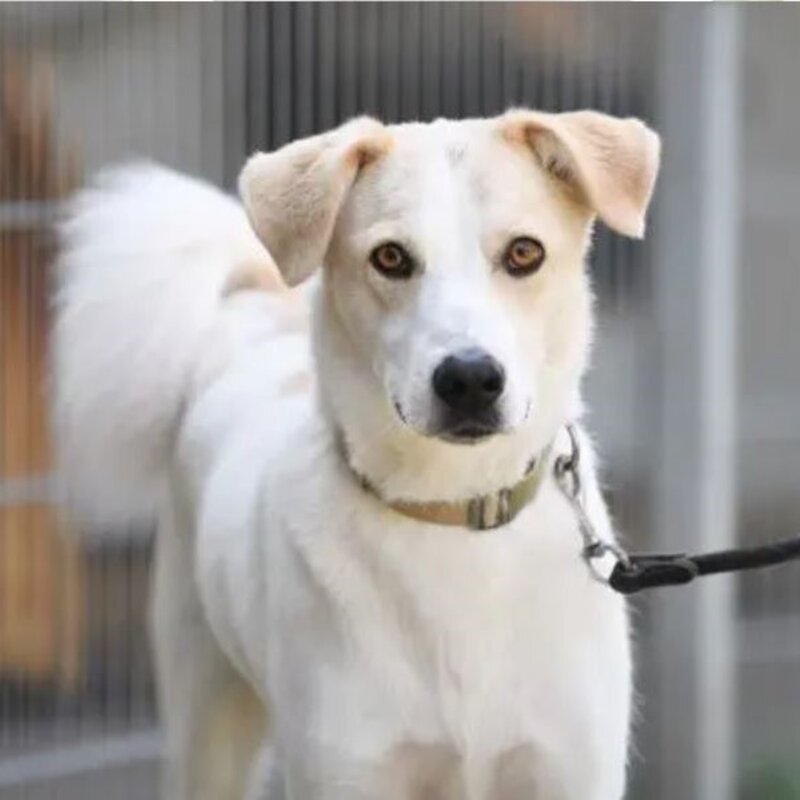 Hund Kaos aus dem Berliner Tierheim | © Tierheim Berlin