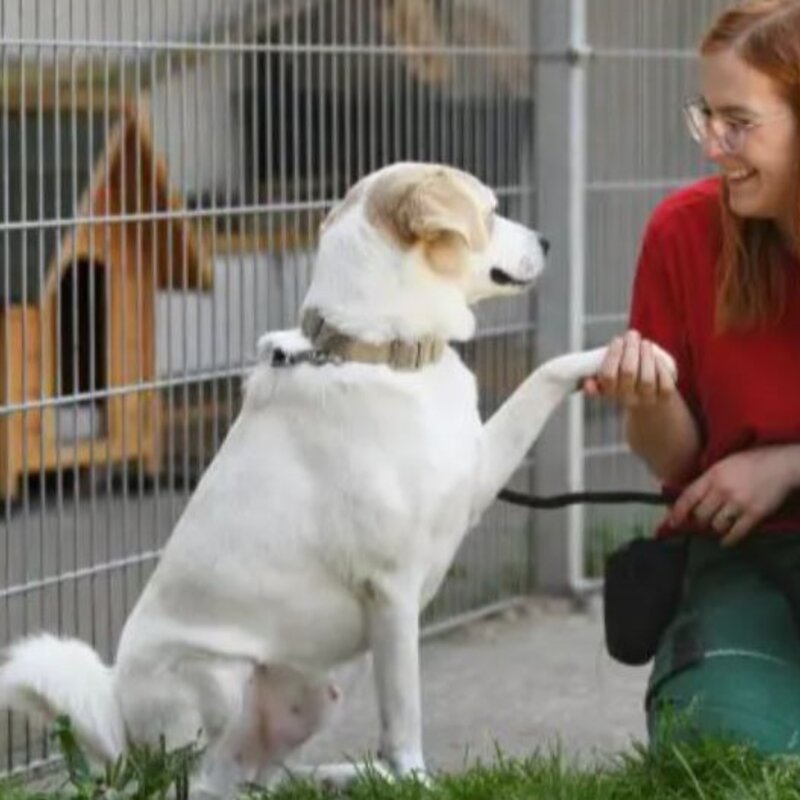 Hund Kaos aus dem Berliner Tierheim | © Tierheim Berlin