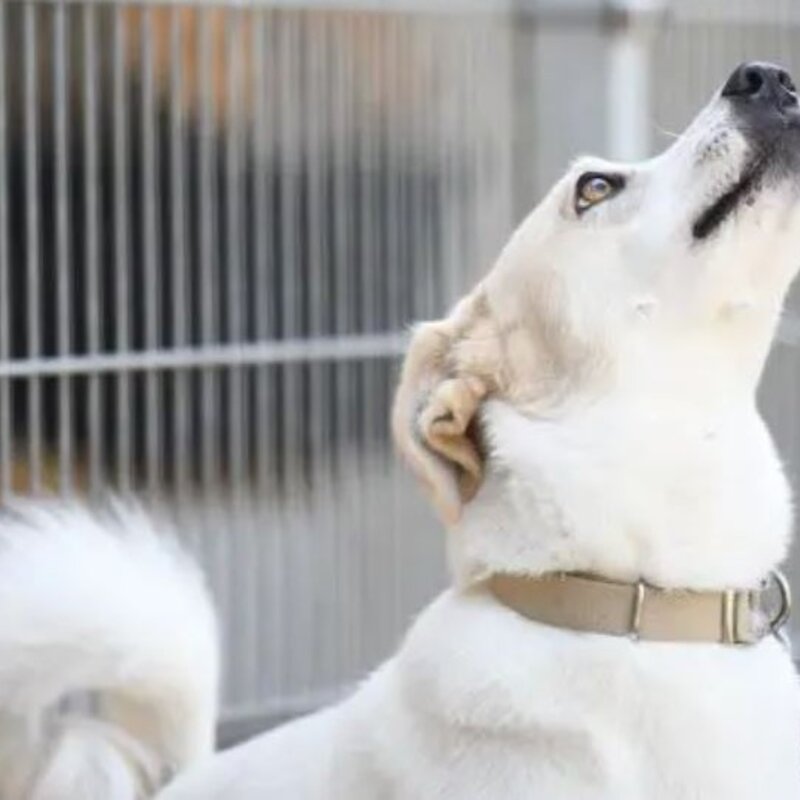 Hund Kaos aus dem Berliner Tierheim | © Tierheim Berlin