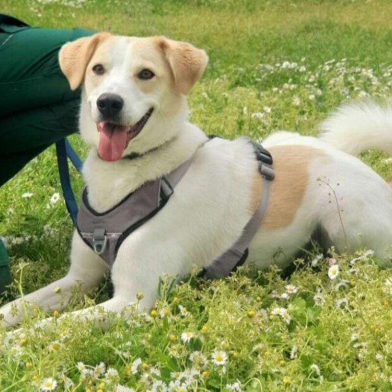 Hund Kaos aus dem Berliner Tierheim | © Tierheim Berlin
