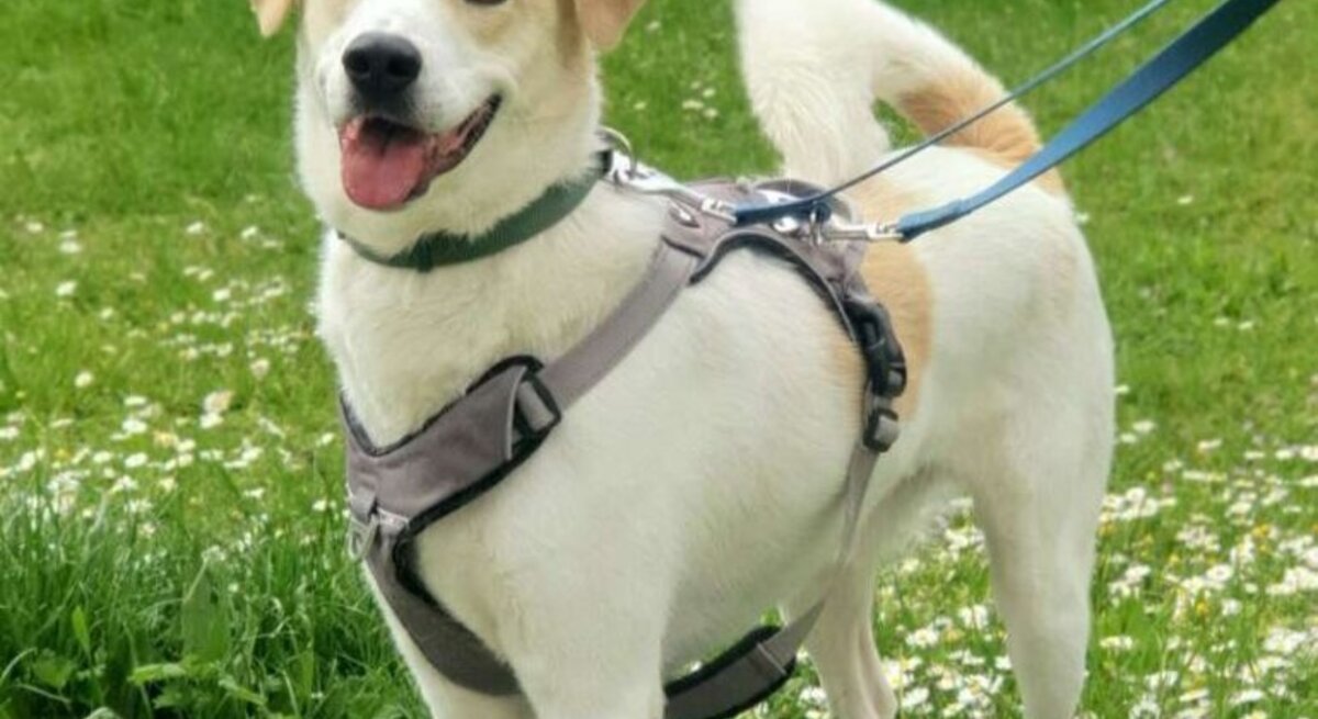 Hund Kaos aus dem Berliner Tierheim