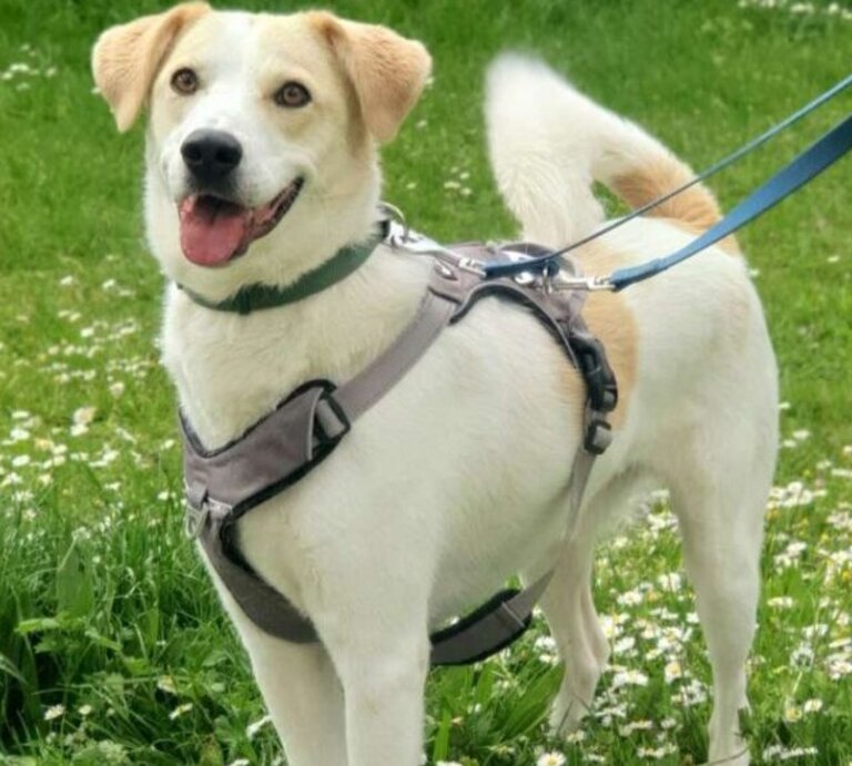 Hund Kaos aus dem Berliner Tierheim | © Tierheim Berlin