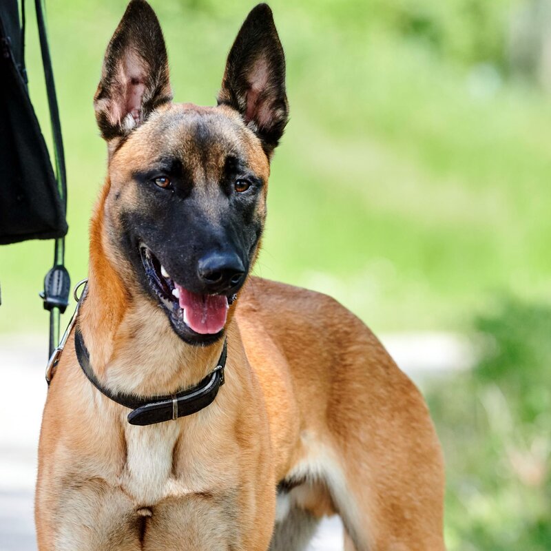 Hund Leon aus dem Berliner Tierheim | © Tierheim Berlin