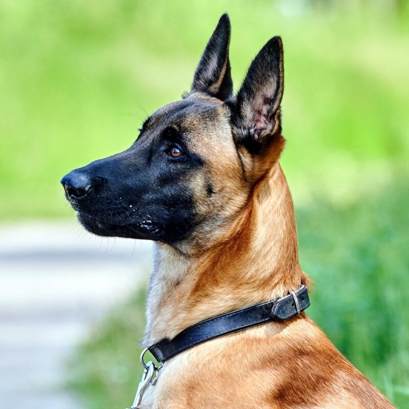 Hund Leon aus dem Berliner Tierheim | © Tierheim Berlin