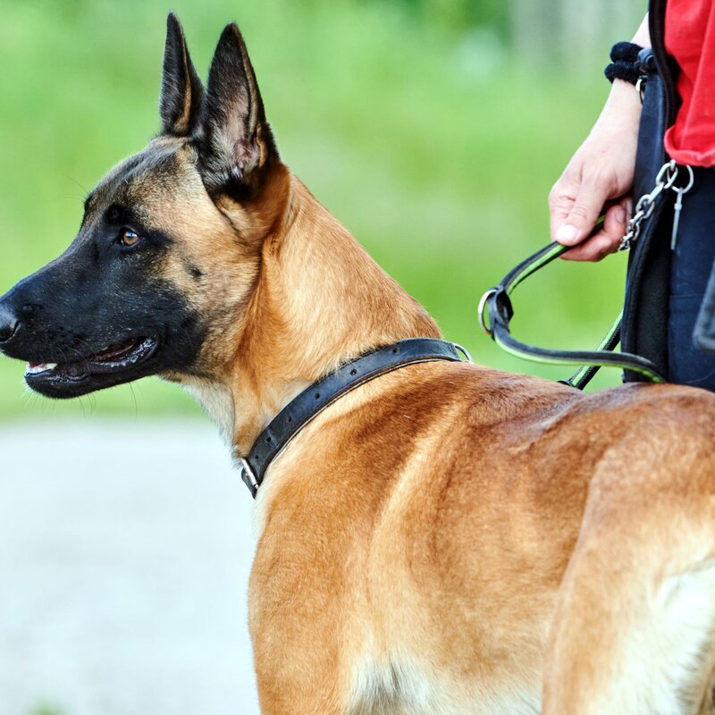 Hund Leon aus dem Berliner Tierheim | © Tierheim Berlin