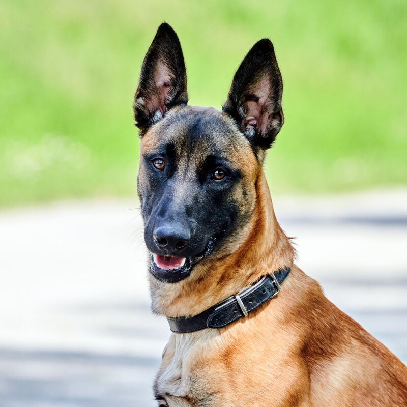 Hund Leon aus dem Berliner Tierheim | © Tierheim Berlin