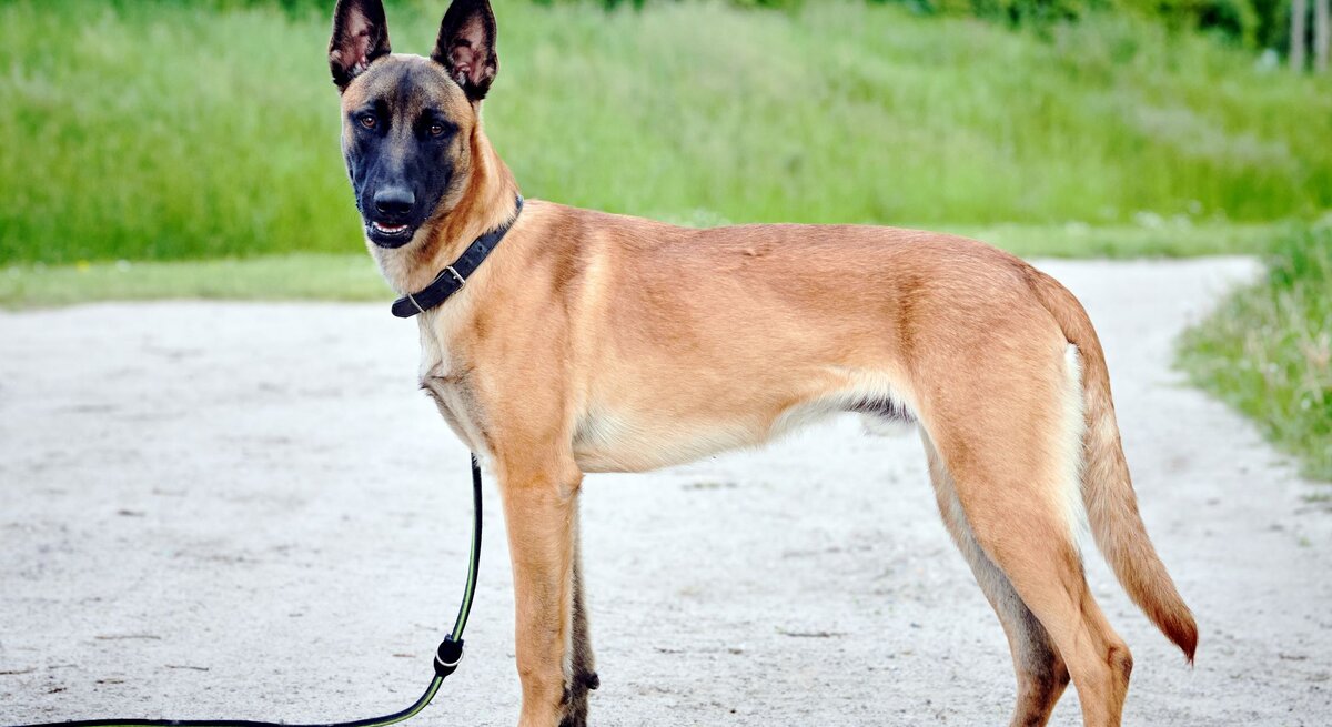 Hund Leon aus dem Berliner Tierheim