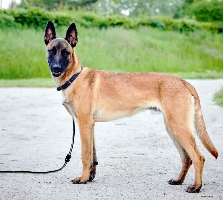 Hund Leon aus dem Berliner Tierheim | © Tierheim Berlin