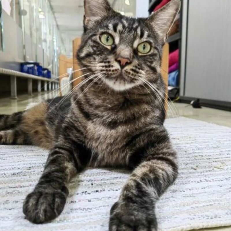 Kater Darren aus dem Berliner Tierheim | © Tierheim Berlin