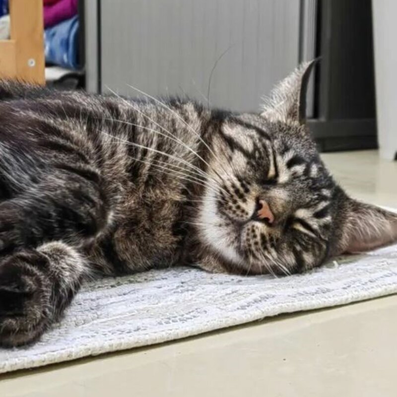 Kater Darren aus dem Berliner Tierheim | © Tierheim Berlin