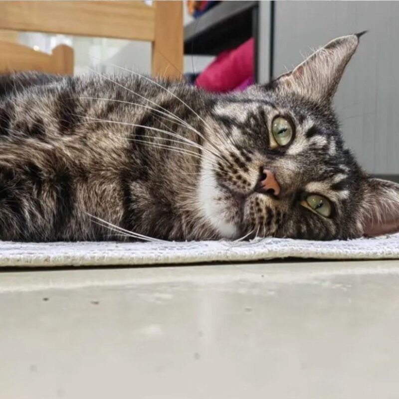 Kater Darren aus dem Berliner Tierheim | © Tierheim Berlin