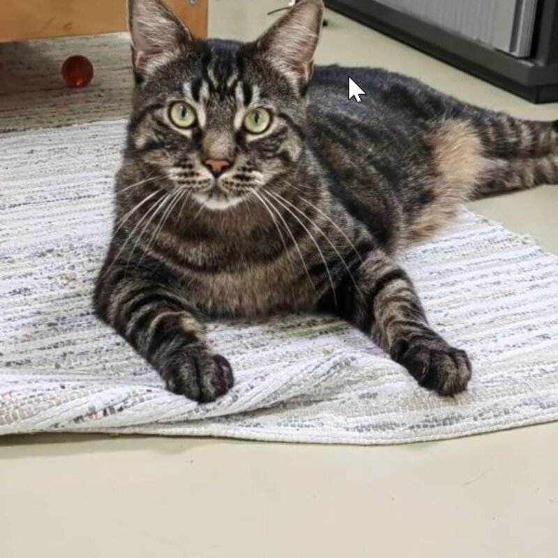 Kater Darren aus dem Berliner Tierheim | © Tierheim Berlin