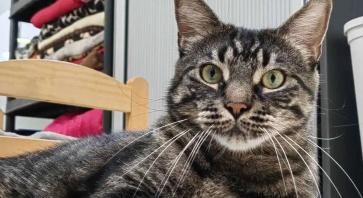 Kater Darren aus dem Berliner Tierheim