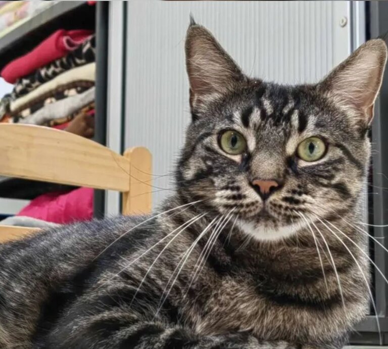 Kater Darren aus dem Berliner Tierheim | © Tierheim Berlin
