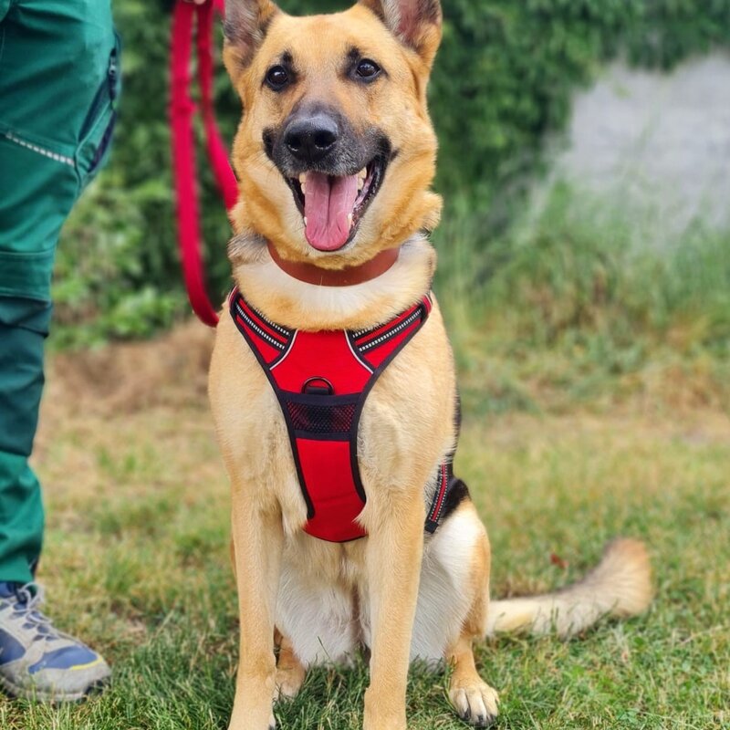 Hündin Laila aus dem Berliner Tierheim | © Tierheim Berlin