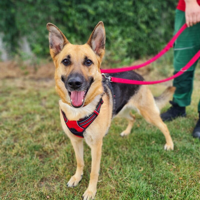 Hündin Laila aus dem Berliner Tierheim | © Tierheim Berlin