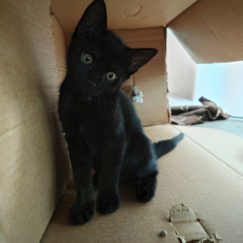 Ein Katzenkind aus dem Berliner Tierheim | © Tierheim Berlin