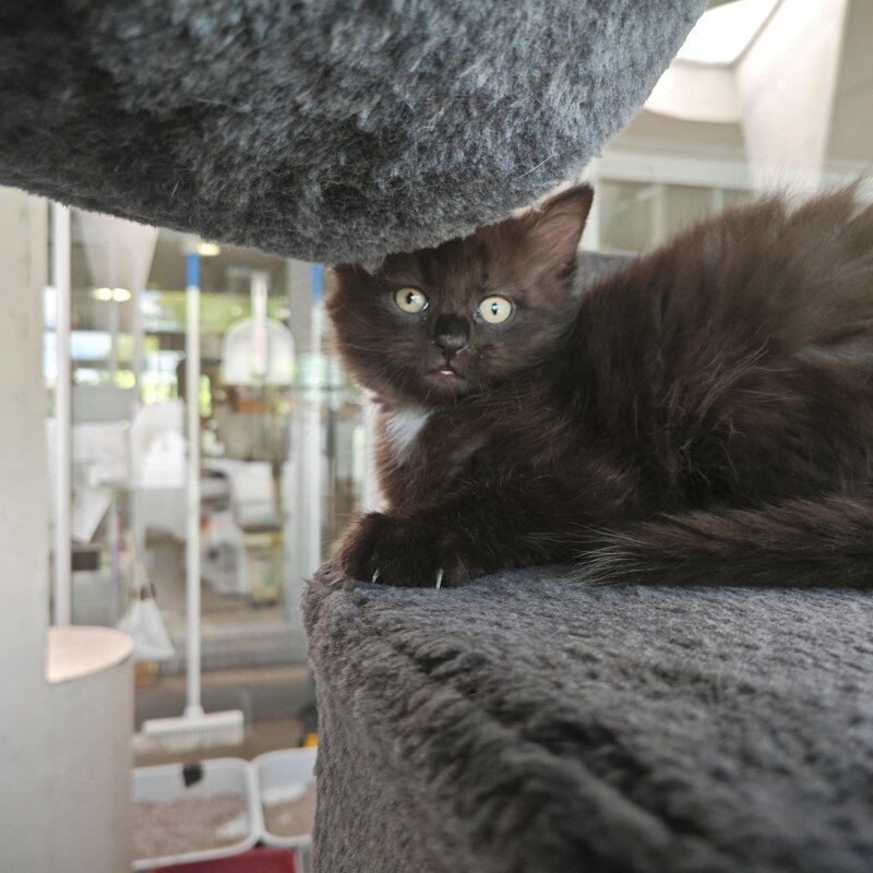 Ein Katzenkind aus dem Berliner Tierheim | © Tierheim Berlin