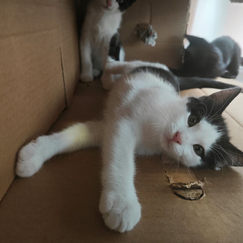 Ein Katzenkind aus dem Berliner Tierheim | © Tierheim Berlin