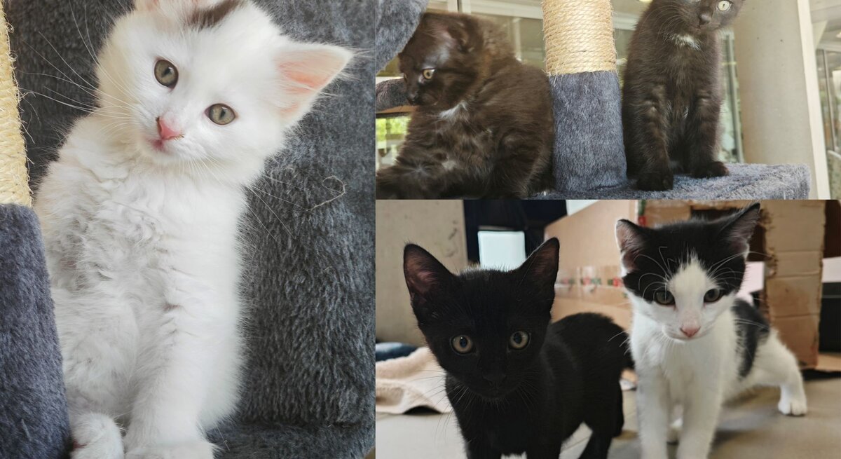 Mehrere Katzenkinder aus dem Berliner Tierheim