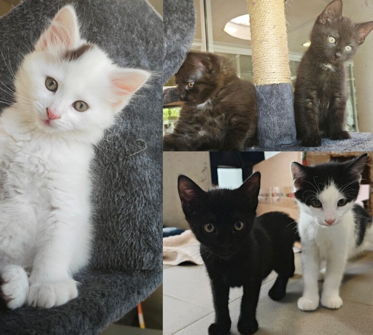 Mehrere Katzenkinder aus dem Berliner Tierheim | © Tierheim Berlin