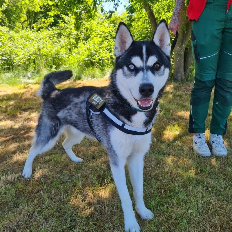Hund Kolja aus dem Berliner Tierheim | © Tierheim Berlin