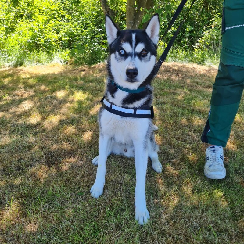 Hund Kolja aus dem Berliner Tierheim | © Tierheim Berlin
