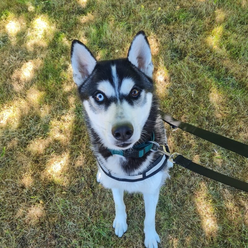 Hund Kolja aus dem Berliner Tierheim | © Tierheim Berlin