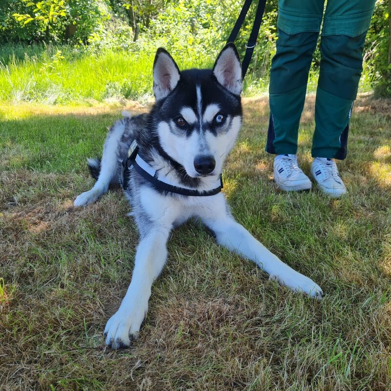 Hund Kolja aus dem Berliner Tierheim | © Tierheim Berlin