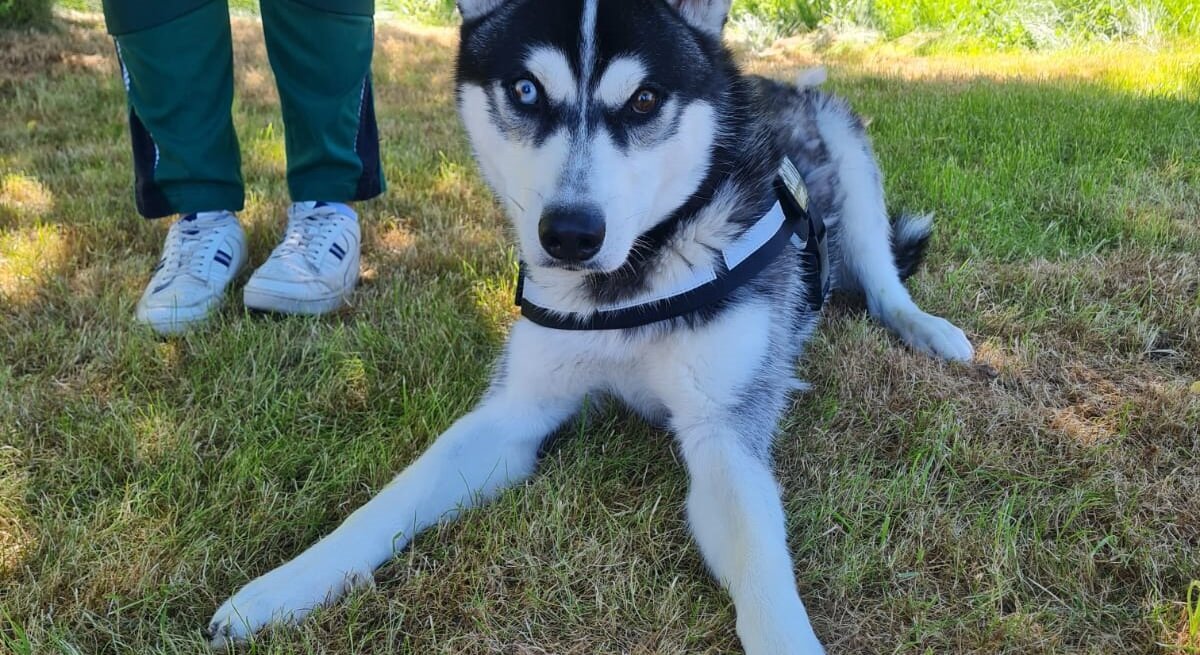Hund Kolja aus dem Berliner Tierheim