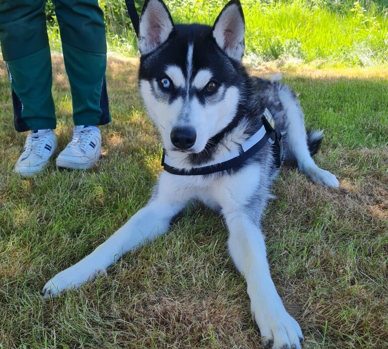 Hund Kolja aus dem Berliner Tierheim | © Tierheim Berlin