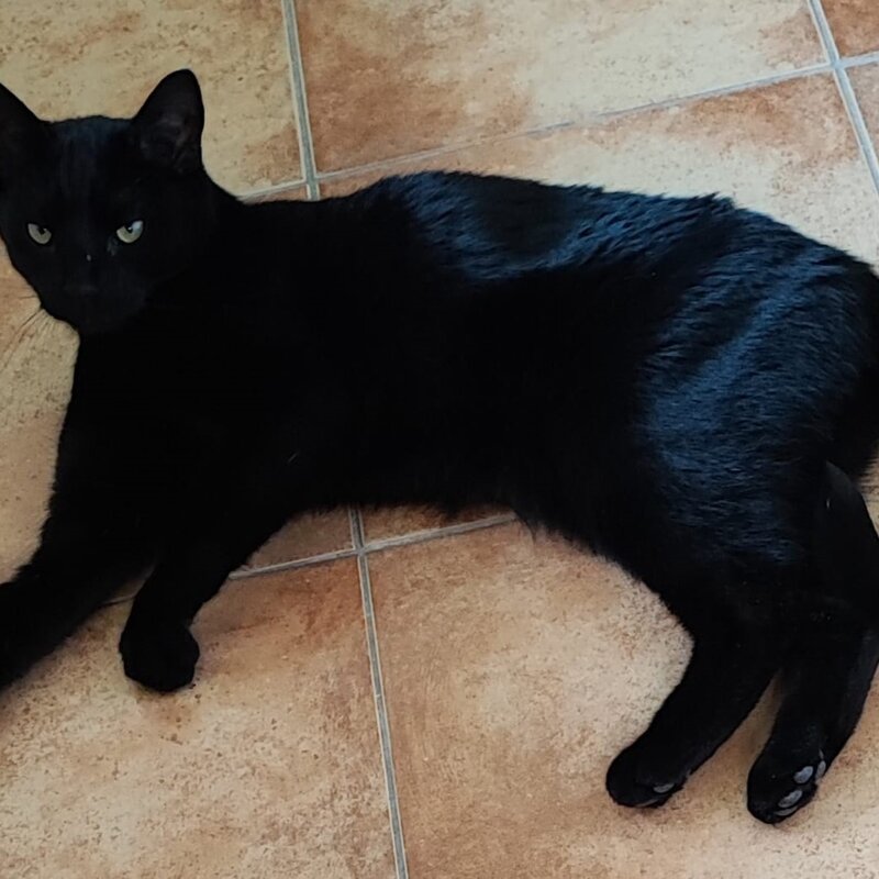 Kater Sandor aus dem Tierheim Berlin | © Tierheim Berlin