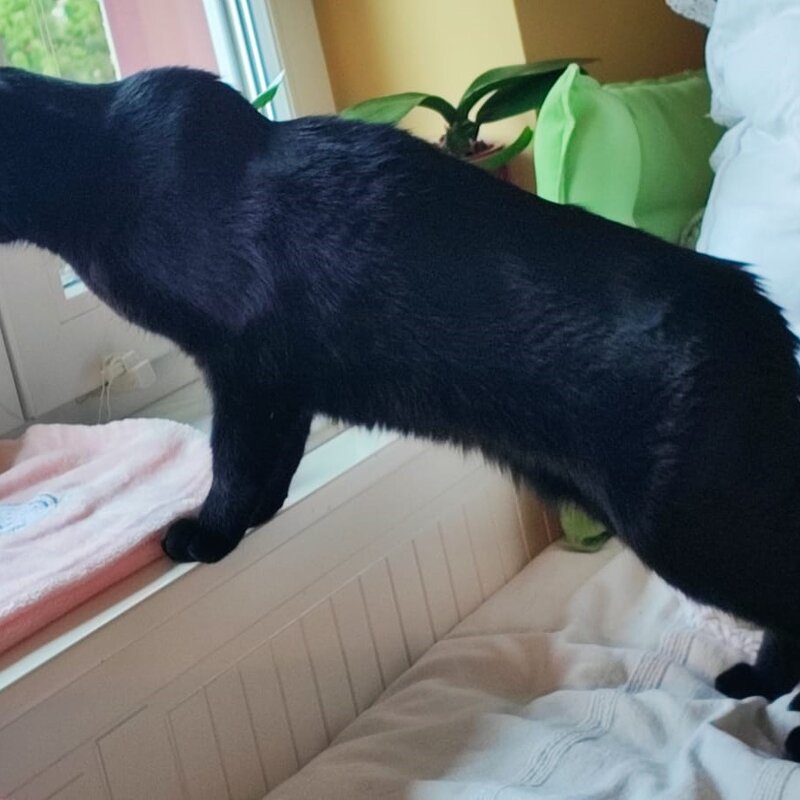 Kater Sandor aus dem Tierheim Berlin | © Tierheim Berlin