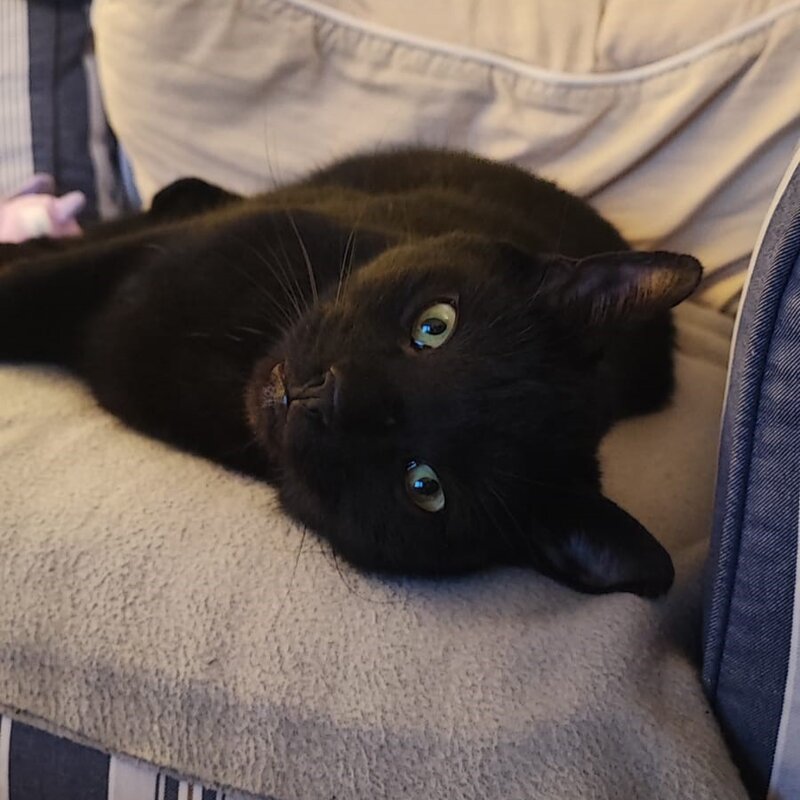 Kater Sandor aus dem Tierheim Berlin | © Tierheim Berlin