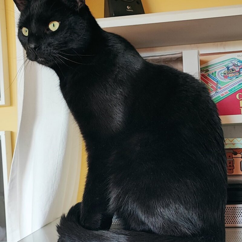 Kater Sandor aus dem Tierheim Berlin | © Tierheim Berlin