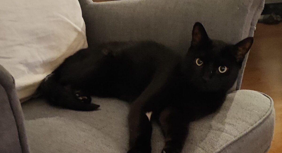 Kater Sandor aus dem Tierheim Berlin