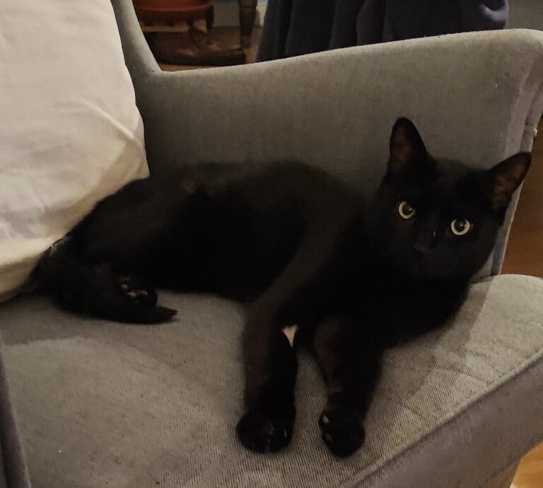Kater Sandor aus dem Tierheim Berlin | ©  Tierheim Berlin