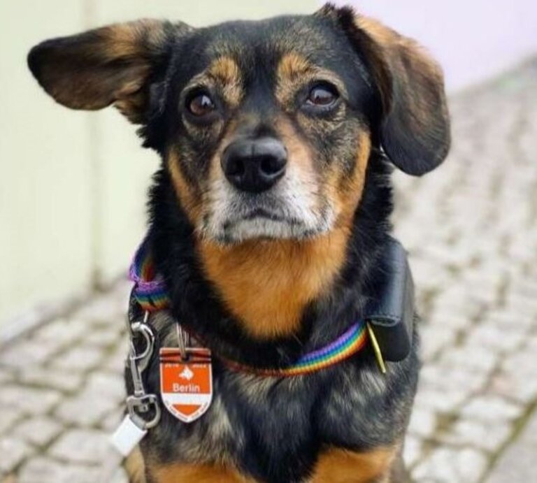 Hündin Zelda aus dem Berliner Tierheim | © Tierheim Berlin 